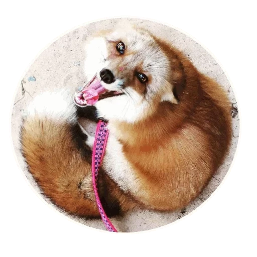 Telegram sticker  fox, animals, dog fox, home fox, cute animals,