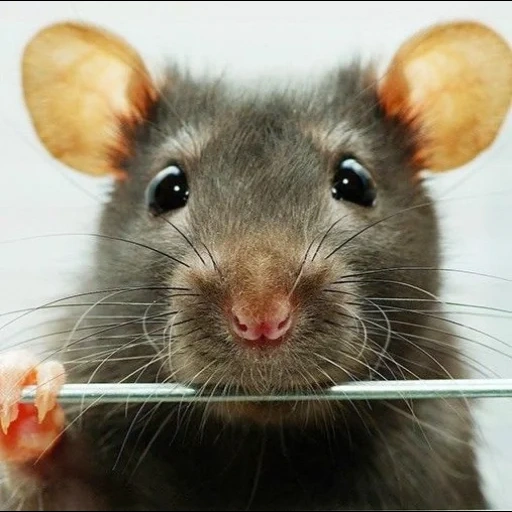 Telegram sticker  rats, rat ears, rat mouse, rat's face, rat dambo,