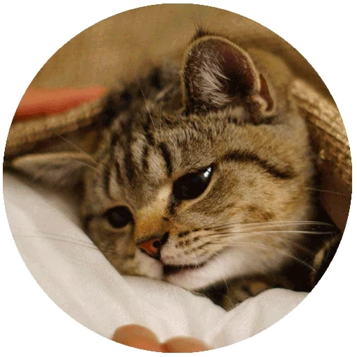 Telegram sticker  cat, cat, cat, seal, cat cat,
