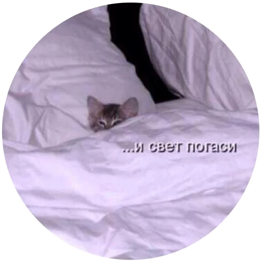 Telegram sticker  cat, cat, sleep, kitten, good night cat,
