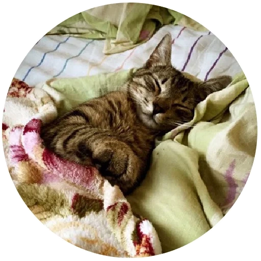 Telegram sticker  cat, cat, kitten, sleeping cat, a sleepy seal,