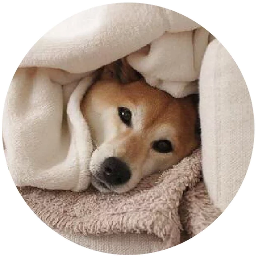 Telegram sticker  kisulia, shiba inu, shiba inu puppy, a dog in bed, puppy pet,