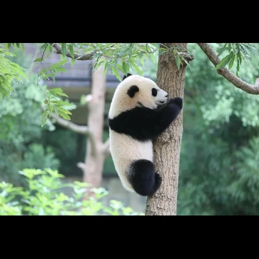 Telegram sticker  panda, panda panda, panda is in a hurry, panda animal, kung fu panda 3,