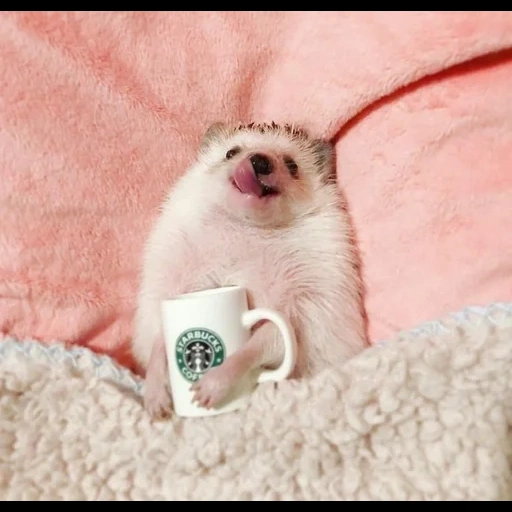 Telegram sticker  lovely hedgehog, hedgehogs are cute, good morning hedgehog, good morning it's ridiculous, good sunday morning,