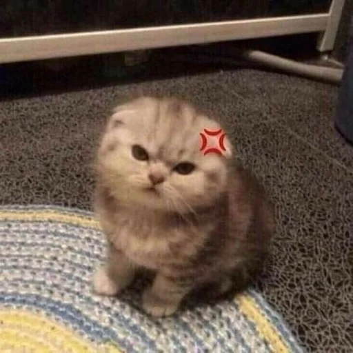 Telegram sticker  cat, cats, cute cats, angry a meme cat, cute cats are funny,