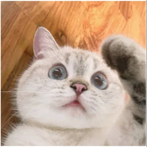 Telegram sticker  cat, cat, cat, cute cats, nana cat expressive,
