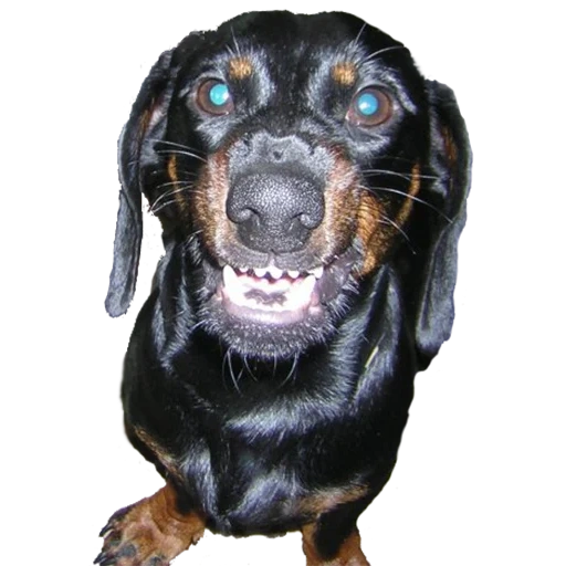 Telegram sticker  dachshund, dog, day dog, dachshund breed, rottweiler dog,