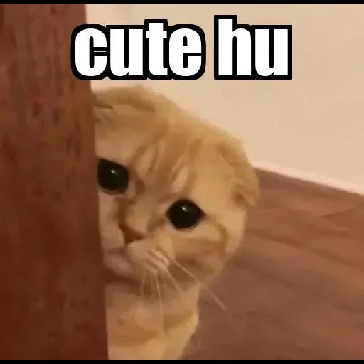 Telegram sticker  cat, cat, a cat, sad cat, cute cats are funny,