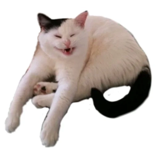 Telegram sticker  cat, cursed cat, an unbearable cat, hard seals,