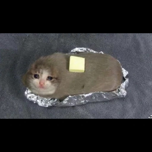 Telegram sticker  cat, cat meme, sad cat meme, crying cat meme, looking like a snack,