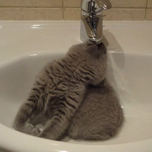 Telegram sticker  phil belov, cat in the sink, cat in the sink, a cat without water, the cat bastards in the bathroom,