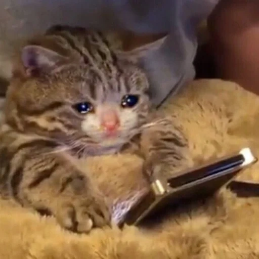 Telegram sticker  a cat with a phone cries, crying cat with a phone, crying cats, funny animals, cat,