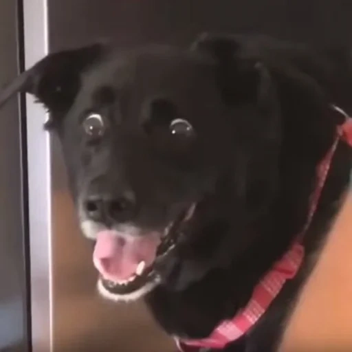 Telegram sticker  black dog in shock, dog in shock, dog, scared dog, surprised dog,
