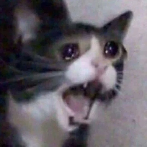 Telegram sticker  the cat crying meme, crying meme cat, cat cries memem, mem cat, crying cats from memes,