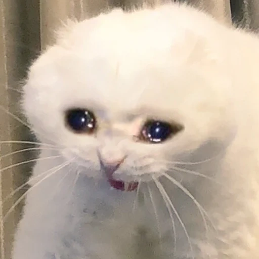 Telegram sticker  crying cats, sad cat mem, crying cat, crying cat mem, crying cat,