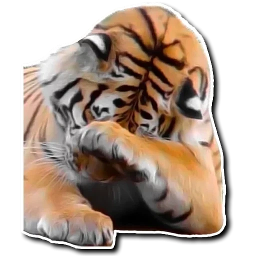 Telegram sticker  tiger, tiger tiger, tiger watsap, realistic tiger,