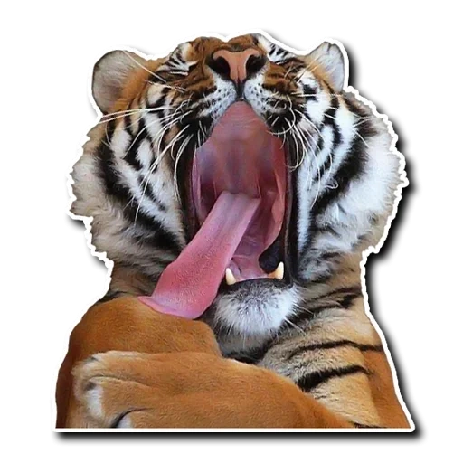 Telegram sticker  tiger, yawning tiger, the tiger sticker with a tongue,
