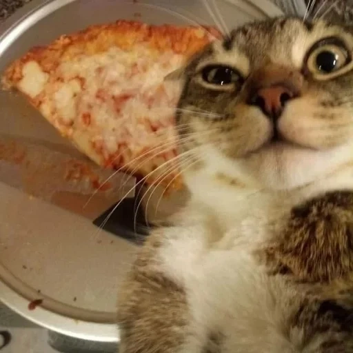Telegram sticker  cat, cat, cat cat, pizza cat, a cat with pizza,