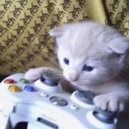 Telegram sticker  cat, cat gamer, the cat is ordinary, cat gamer meme, kitty with a prefix,