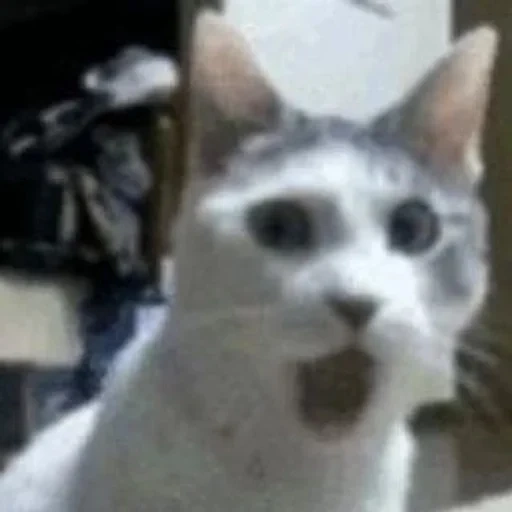 Telegram sticker  cat, sly cat, talking cat, surprised cat, the meme is a surprised cat,
