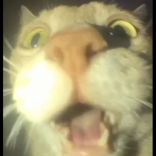 Telegram sticker  cat, sasha grey, egor letov, namesakes, a screaming cat meme,