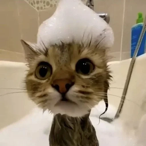 Telegram sticker  cat, cats, cute cat, funny cats, cat hat shower,