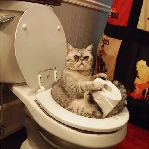 Telegram sticker  cat, the cat is toilet, the cat is funny, funny cats, funny toilet cats,