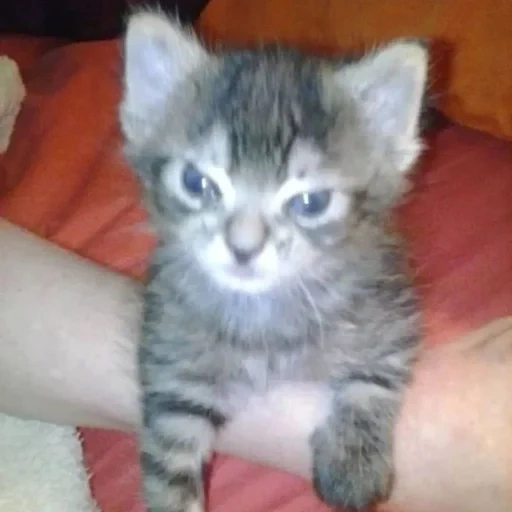 Telegram sticker  cat, gray kitten, kitten boy, siberian kittens, a small evil kitten,