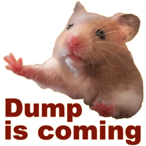 Telegram sticker  hamster, haws of a hamster, the animals are cute, syrian hamster, pets hamster,