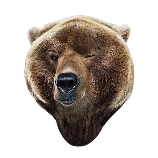 Telegram sticker  brown bear, forest bear, bear's nest, little bear, russian bear,