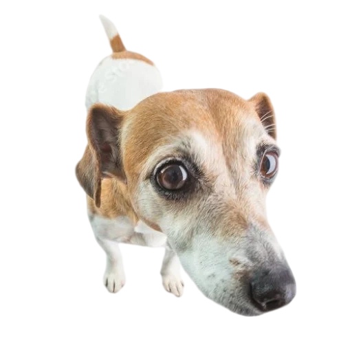 Telegram sticker  jack dog, dog russell, terrier jack russell, dog jack russell, dog russell terrier,