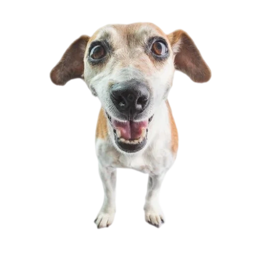 Telegram sticker  dog, jack dog, the dog is white, the dog is a white background, dog jack russell terrier,