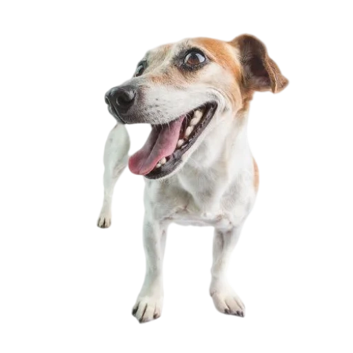 Telegram sticker  jack russell, the dog is a white background, dog jack russell, dog teeth white background, dog jack russell terrier,