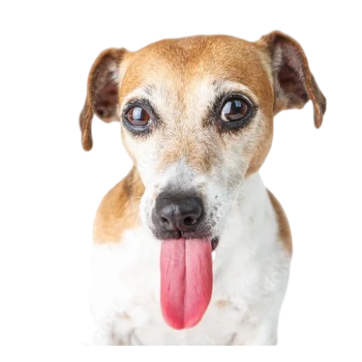 Telegram sticker  jack russell, the puppy peeps out, dog jack russell, dog jack russell terrier, the dog licks a white background,