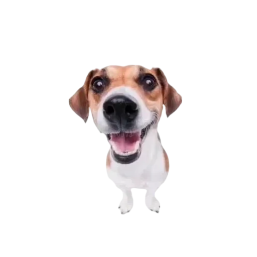 Telegram sticker  jack russell, the dog is white, russell terrier, dogs with a white background, jack russell terrier dog,