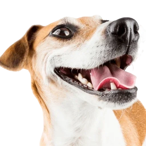 Telegram sticker  dog's face, merry dog, happy dog, smiling dog, dog jack russell terrier,