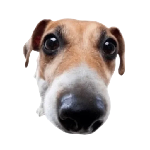 Telegram sticker  dog, dog nose, the dog is an animal, jack russell terrier, dog jack russell mem,