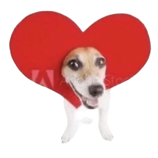 Telegram sticker  dogs are cute, lovely dogs, little dogs, picchi don't leave me, valentines by the series dog,