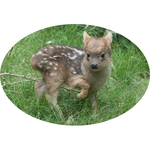Telegram sticker  funny, pooda deer, northern poodus, little deer, little deer,