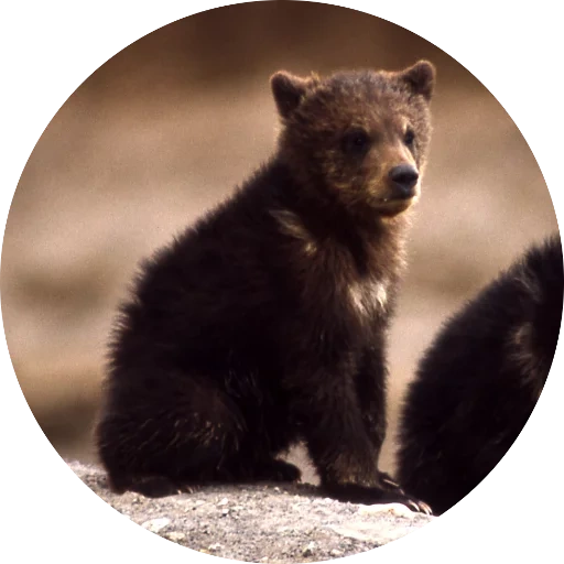 Telegram sticker  bear, brown bear, grizzly bear, grisli bear cub, grisley bear is small,