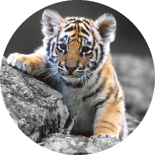 Telegram sticker  tiger tiger, tiger t green, amur tiger, little tiger, little tiger,