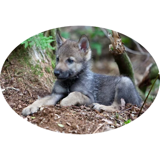 Telegram sticker  wolf, wolf cub, wolf wolf, little wolf cub, wolf wolf wolf wolf wolf lady,