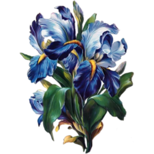 Telegram sticker  iris blue, iris, iris, mary burke's iris watercolor painting, bulge green iris towel 33 x 33 cm,