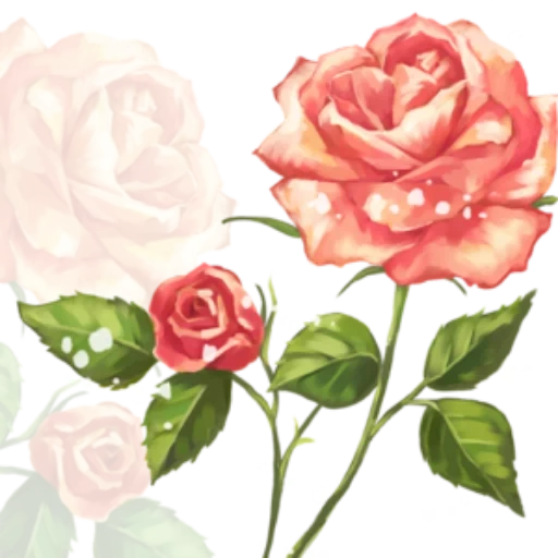 Telegram sticker  roses, rose clip, watercolor rose, background rose flowers, the roses are beautiful,