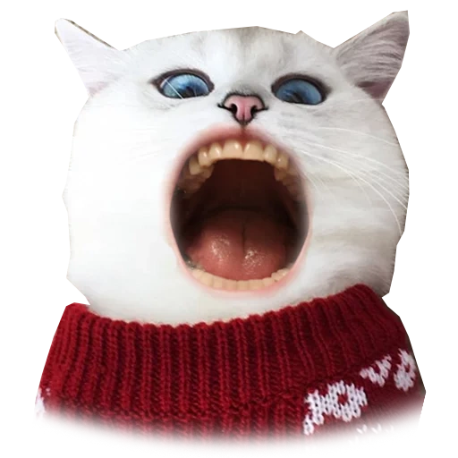 Telegram sticker  cat, cat sweater, archibald cat, cat kobe type, red-cheeked cat,