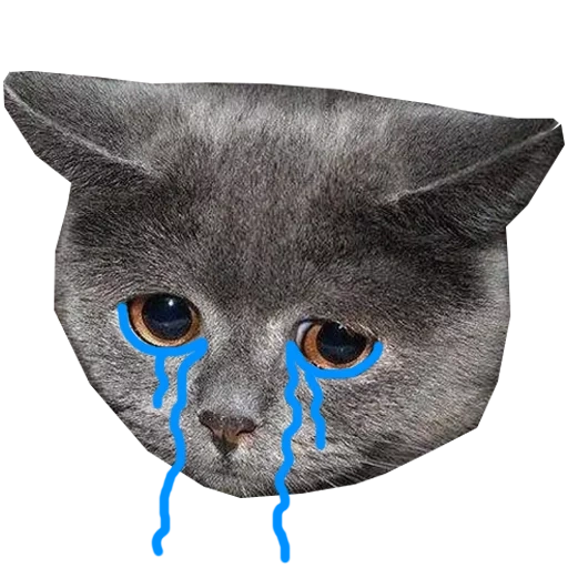Telegram sticker  sad cat, sad cat, sad cat, sad cat meme, a kitten with sad eyes,
