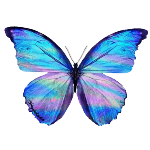 Telegram sticker  butterfly blue, butterfly, blue butterfly, butterfly pattern, butterfly butterfly,