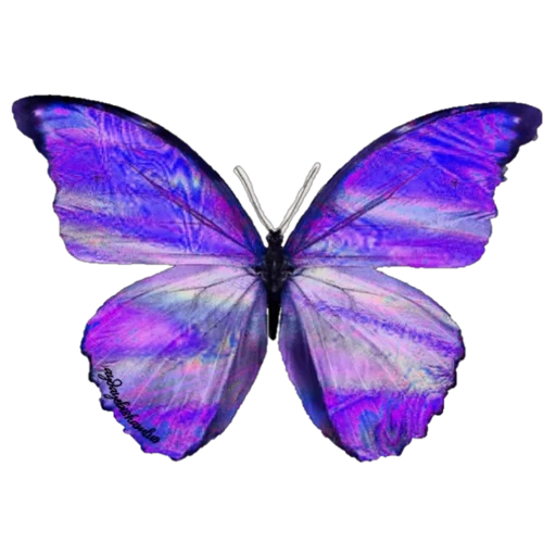 Telegram sticker  butterfly, blue butterfly, butterfly butterfly, purple large butterfly, purple butterfly with white background,