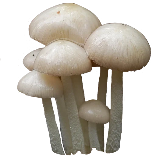 Telegram sticker  mushrooms, mushrooms, false, fake mushroom, tremella fuciformis,