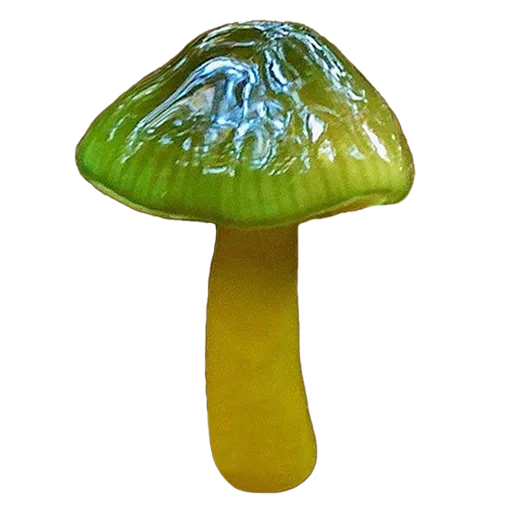 Telegram sticker  mushrooms, cereus parrot, mushroom green, hygrocybe psittacina, black fungus,